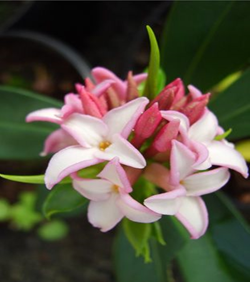 Fragrant flower 3