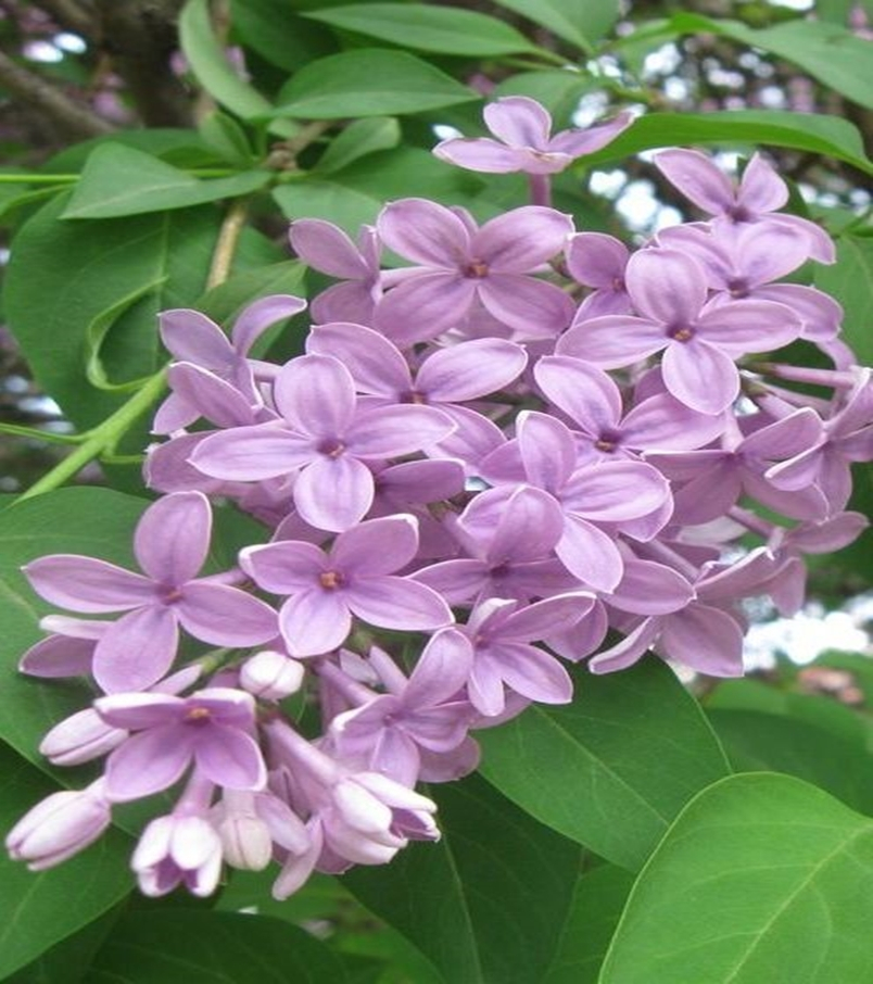 Fragrant flower 5
