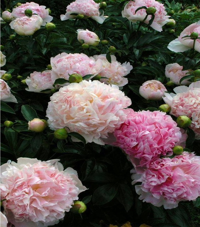 Fragrant flower 6