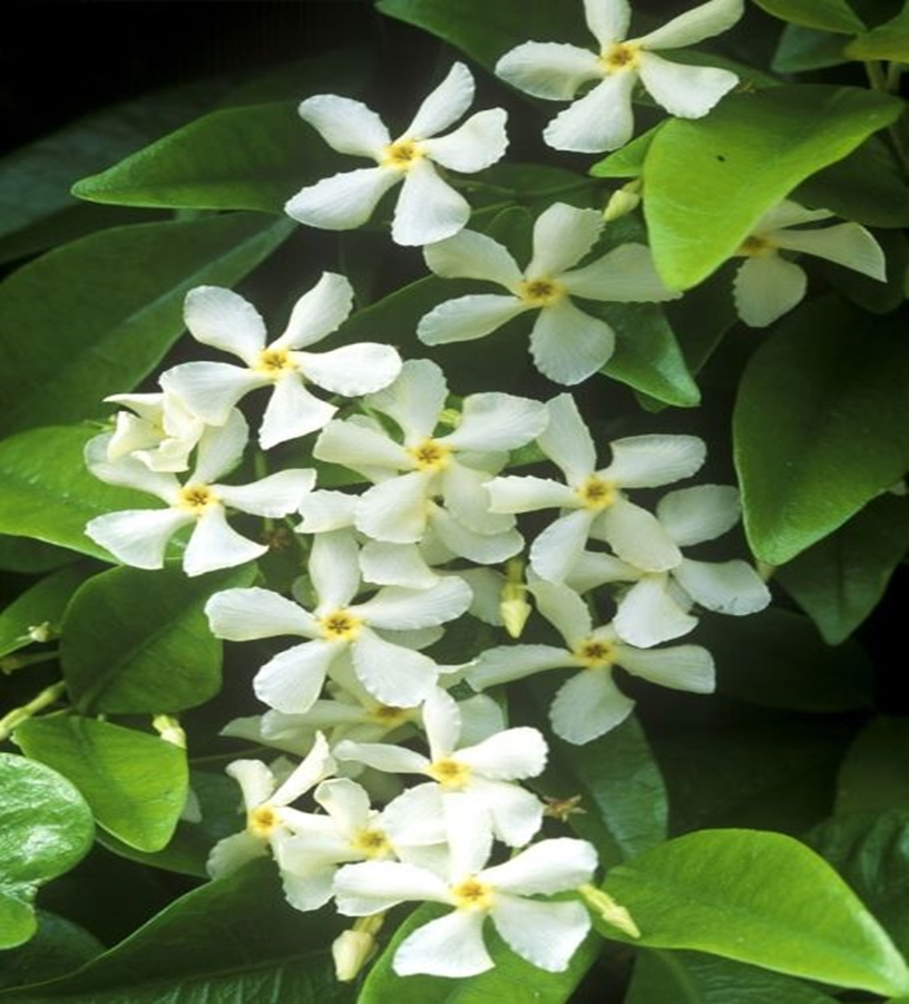 Fragrant flower 7