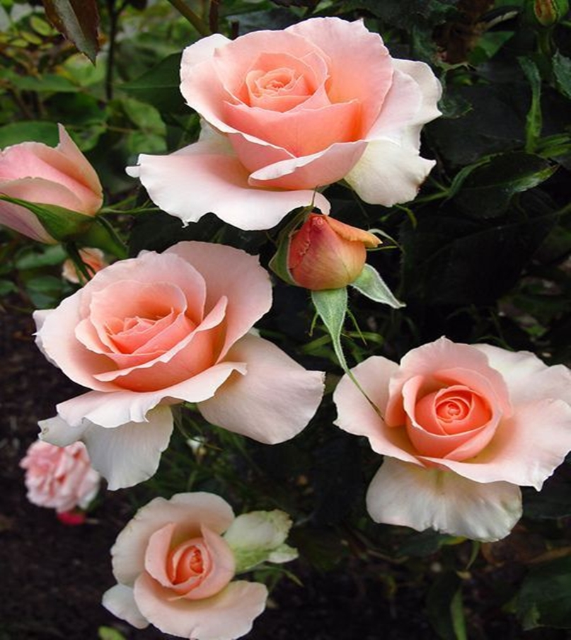Fragrant flower 9