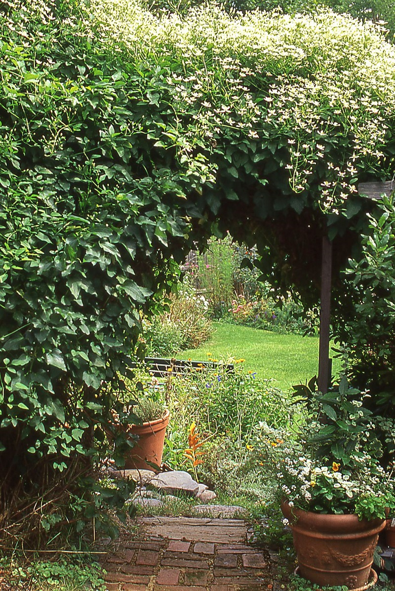 Sweet autumn clematis