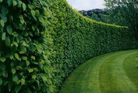 Boxwood plants living fence