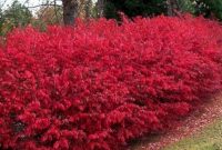 Burning bush living fence