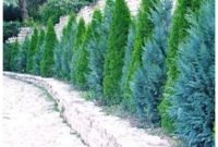 Junipers living fence