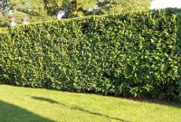 Laurel leaves living fence