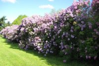 Lilac living fence