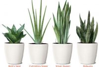 Bedroom plants 1