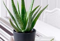 Bedroom plants 2