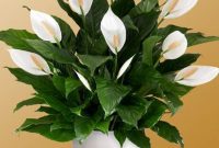Bedroom plants 3