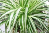 Bedroom plants 4