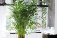 Bedroom plants 7