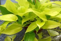 Bedroom plants 9