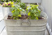 Wash tub herb garden