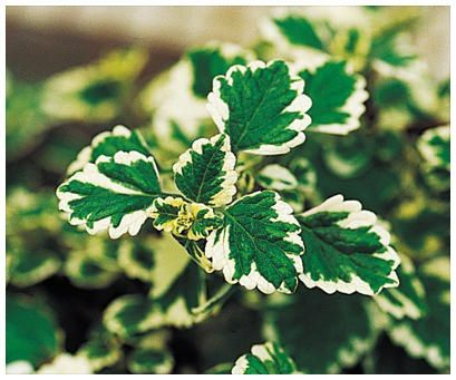 Awesome houseplants that are safe for animals 01