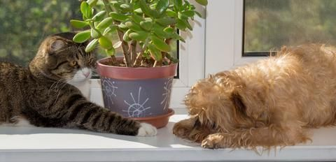 Awesome houseplants that are safe for animals 05