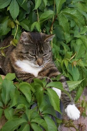 Awesome houseplants that are safe for animals 07