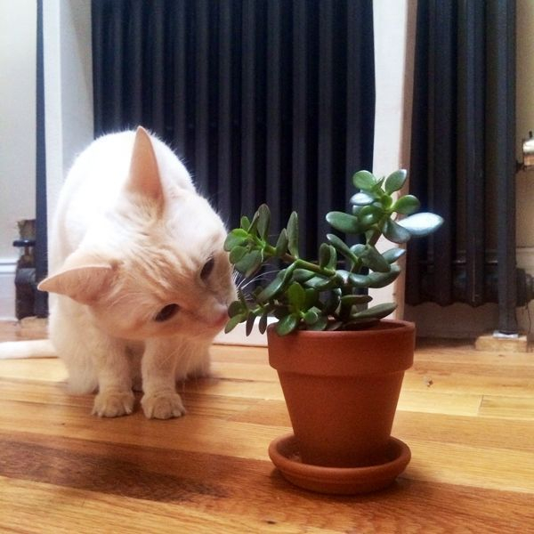 Awesome houseplants that are safe for animals 08