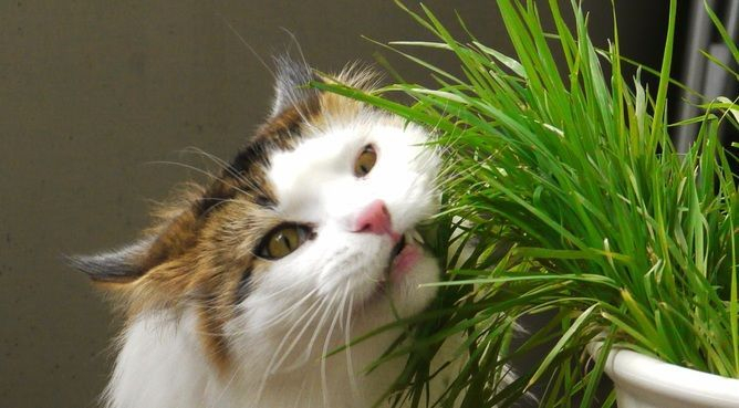 Awesome houseplants that are safe for animals 09