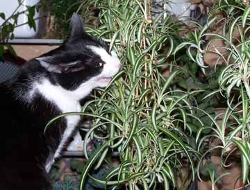 Awesome houseplants that are safe for animals 11