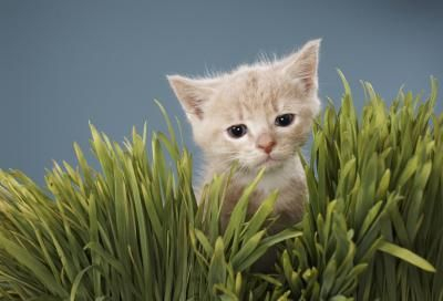 Awesome houseplants that are safe for animals 13