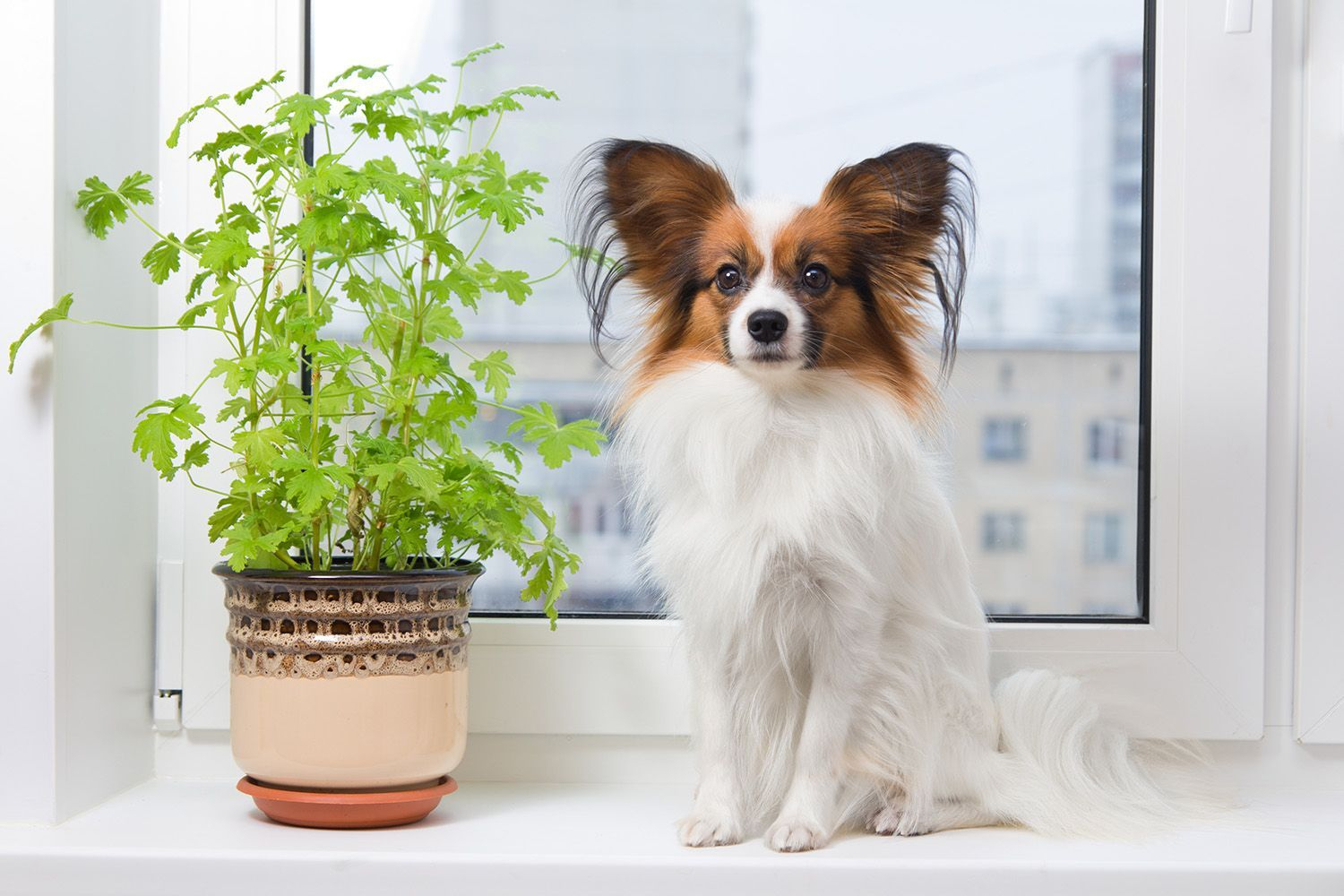 Awesome houseplants that are safe for animals 14