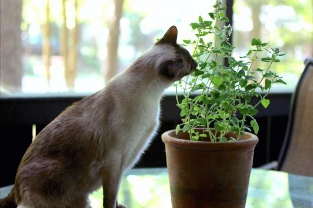 Awesome houseplants that are safe for animals 15