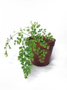 Awesome houseplants that are safe for animals 16