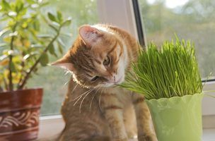 Awesome houseplants that are safe for animals 17