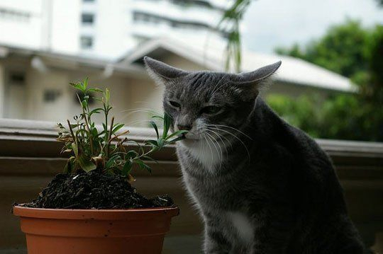Awesome houseplants that are safe for animals 19