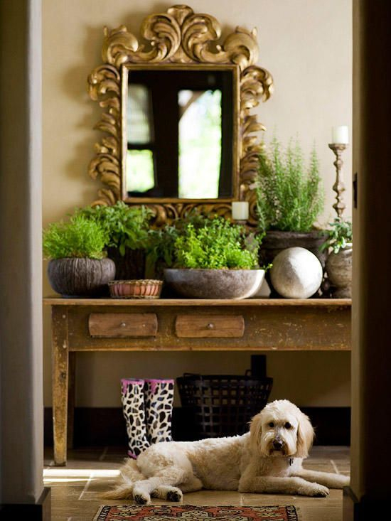 Awesome houseplants that are safe for animals 20