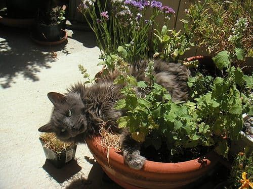 Awesome houseplants that are safe for animals 21