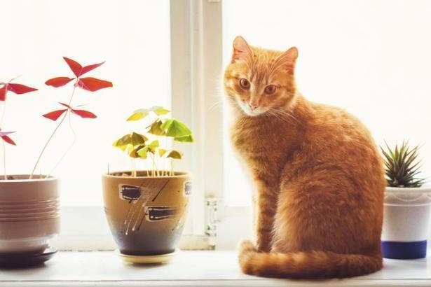 Awesome houseplants that are safe for animals 22
