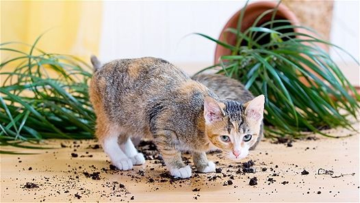 Awesome houseplants that are safe for animals 23