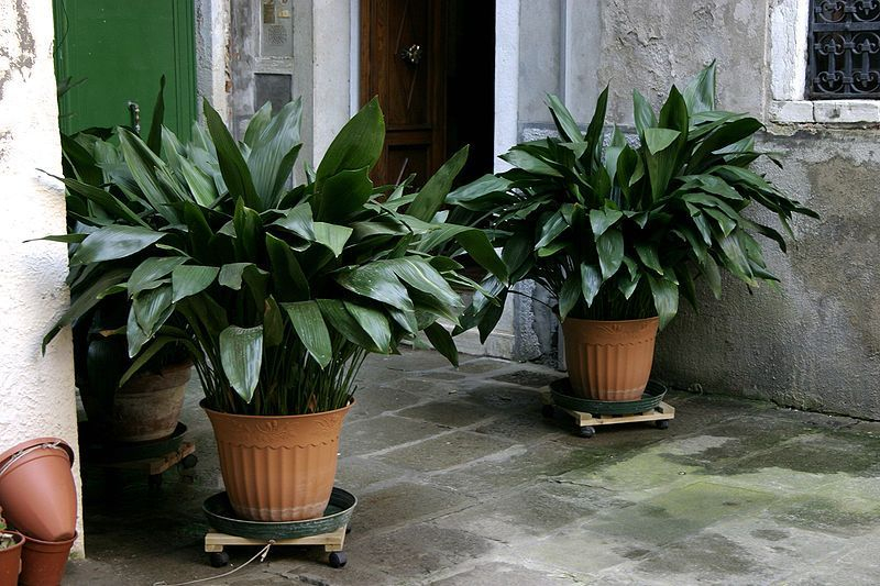 Awesome houseplants that are safe for animals 24