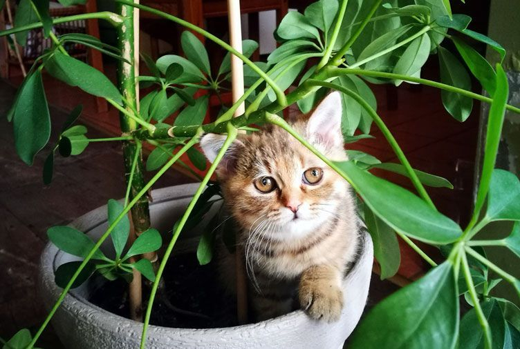 Awesome houseplants that are safe for animals 25