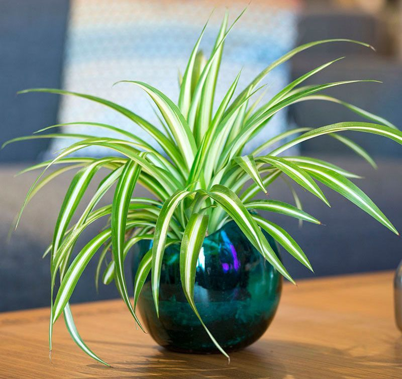 Awesome houseplants that are safe for animals 28