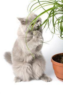 Awesome houseplants that are safe for animals 29
