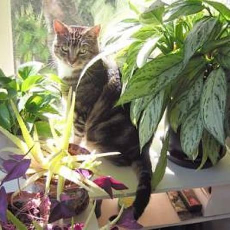 Awesome houseplants that are safe for animals 32