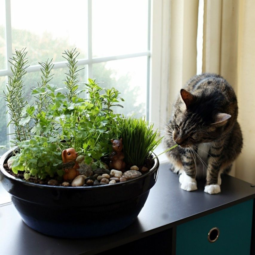 Awesome houseplants that are safe for animals 33