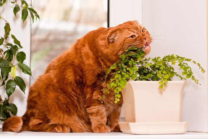 Awesome houseplants that are safe for animals 34