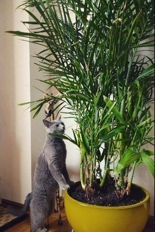 Awesome houseplants that are safe for animals 36