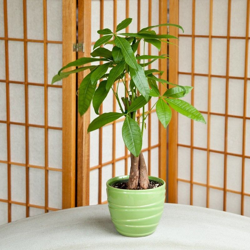 Awesome houseplants that are safe for animals 37