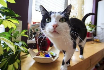 Awesome houseplants that are safe for animals 38