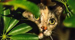 Awesome houseplants that are safe for animals 39