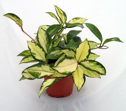 Awesome houseplants that are safe for animals 41