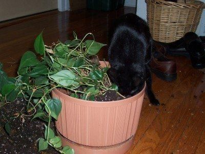 Awesome houseplants that are safe for animals 44