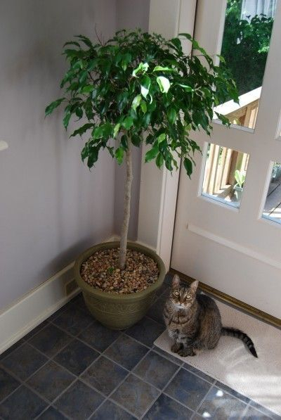 Awesome houseplants that are safe for animals 49