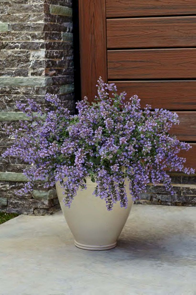 Colorful winter planters for your outdoor decorations 15