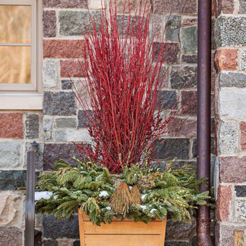 Colorful winter planters for your outdoor decorations 31